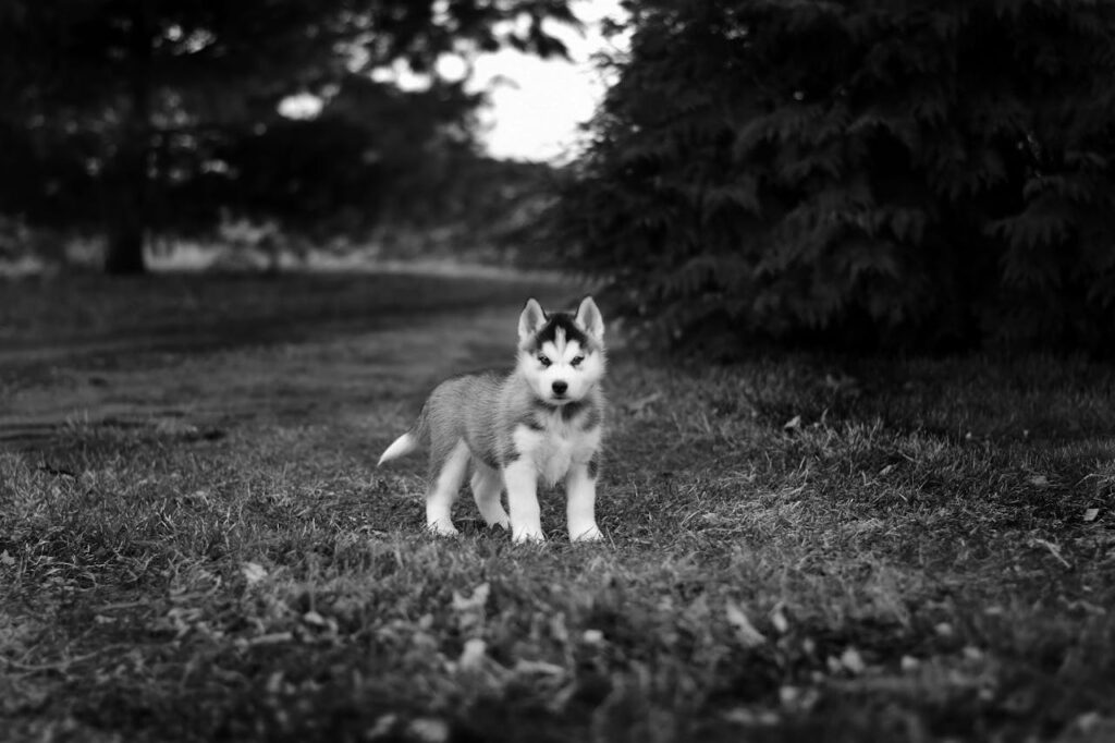 De alaskan malamute als trouwe sledehond
