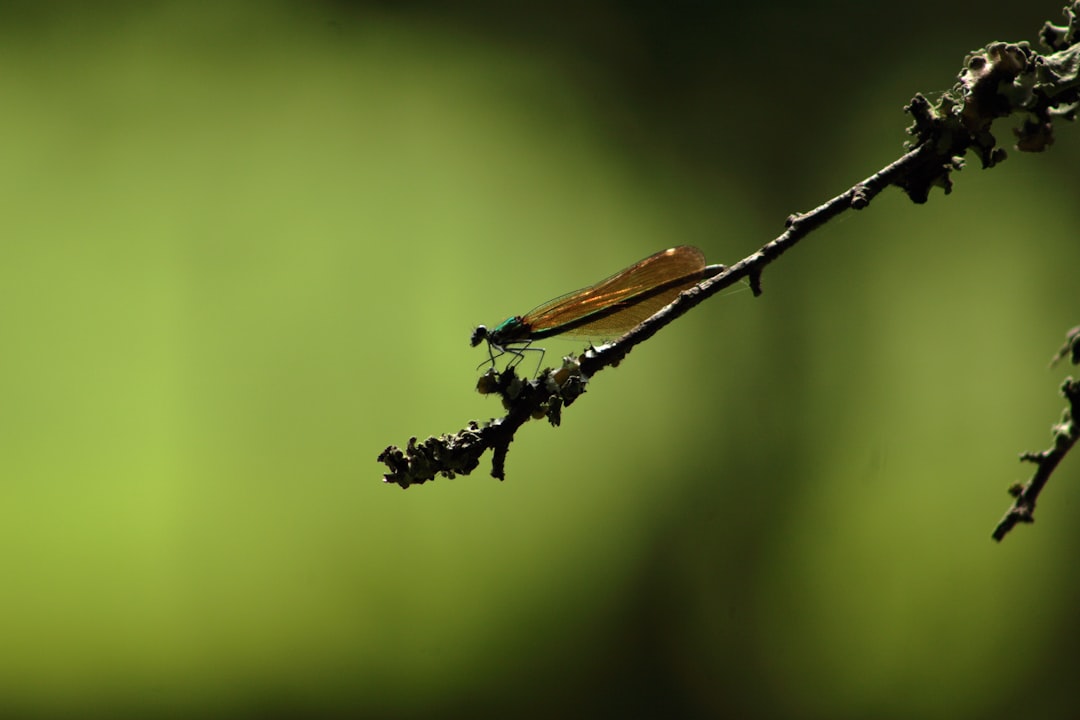 Kleine zwarte beestjes in huis: dit kun je doen